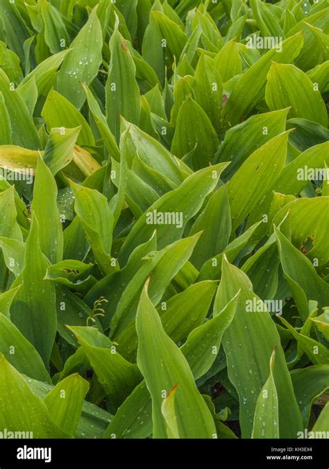 Paprastoji pakalnute Fotos und Bildmaterial in hoher Auflösung Alamy