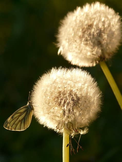 Free Images : nature, grass, meadow, dandelion, flower, petal, spring