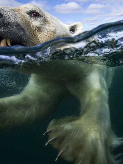 Underwater Polar Bear Hudson Bay Nunavut Canada Photographic Print