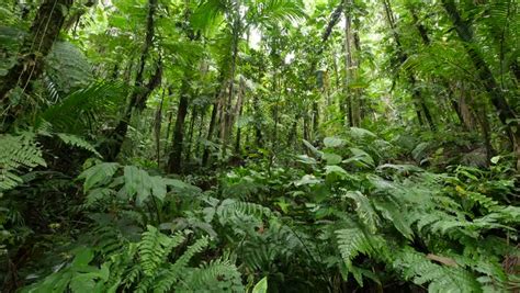 Evergreen Tropical Rainforest Scenic Landscape Background Stock Footage