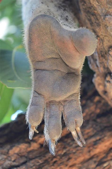 Pin On Koala Wildthing Australia