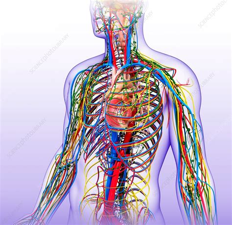 Male Anatomy Illustration Stock Image F Science Photo Library