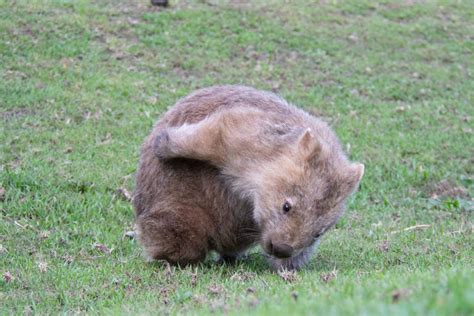 Walking With Wombats In Kangaroo Valley Tour Review