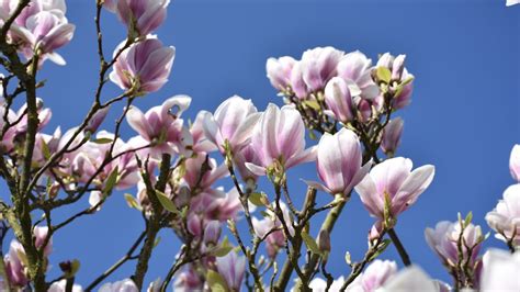 Der frühling zeigt sich mit den ersten frühlingsblühern. Frühling - Magnolie - Blüten - Franks kleiner Garten ...