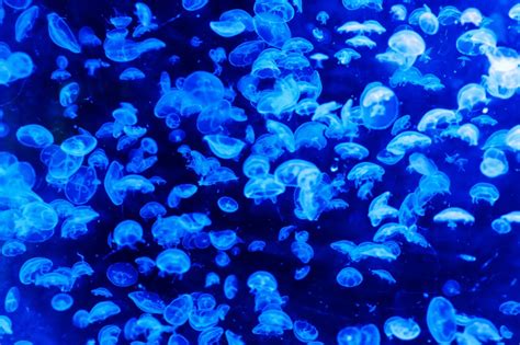Free Images Sea Nature Glowing Underwater Glow Jellyfish Blue