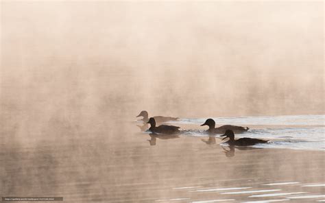 Download Wallpaper Morning Lake Ducks Fog Free Desktop Wallpaper In