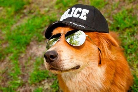 Can A Golden Retriever Be A Police Dog Explained Loyal Goldens