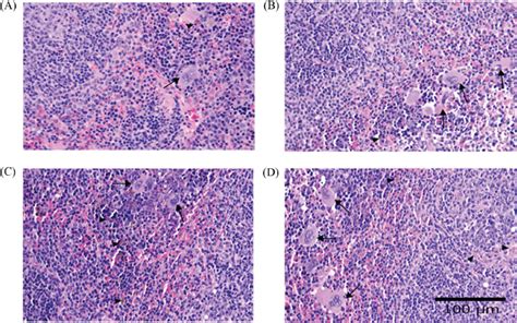 Histopathology Of Mice Spleen Revealed Increased Hemosiderosis