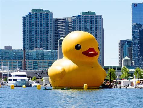 See The Giant Rubber Duck That Waddled Into Toronto To Celebrate Canada 150 Boomervoice