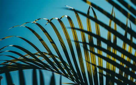 Download Wallpaper 3840x2400 Leaves Palm Branches Sky 4k Ultra Hd 16