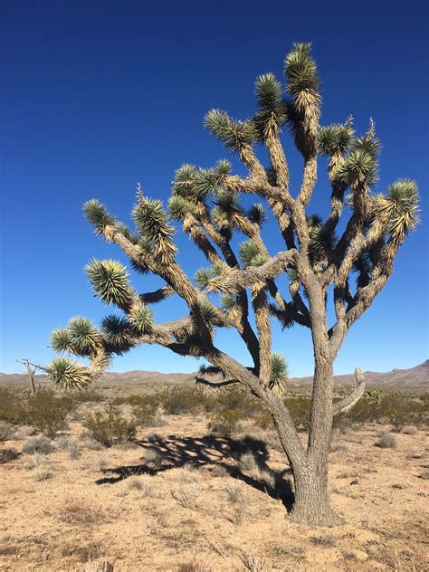 Joshua Tree At Mojave Desert Mormon Pioneers Named It So As It