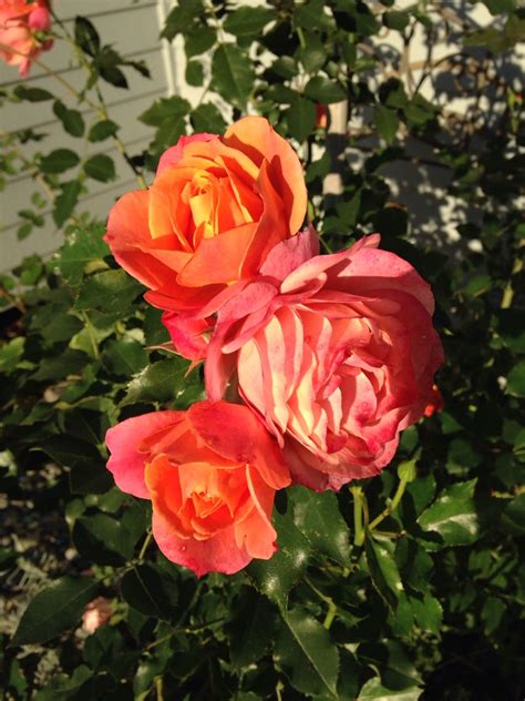 Disneyland Rose From My Garden