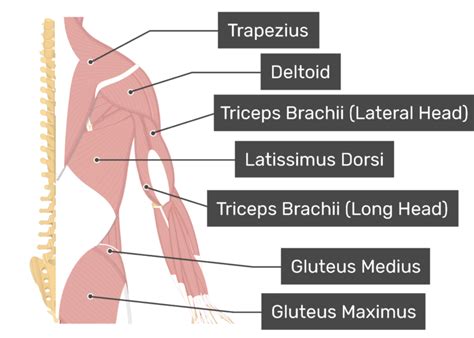 Latissimus Dorsi Muscle Anatomy