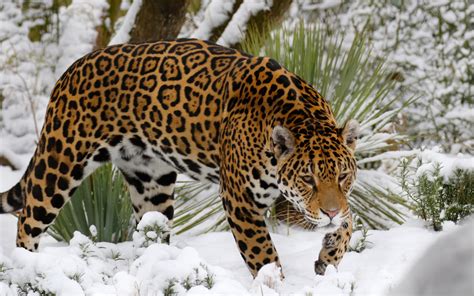 Desktop Wallpaper Winter Wild Cat Jaguar Predator Hd Image Picture