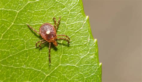 Everything To Know About The Lone Star Tick In Texas Reliant Pest