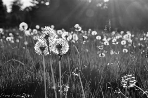 Experiment with colors, shading and contouring and. black and white dandelions - Google Search | White ...