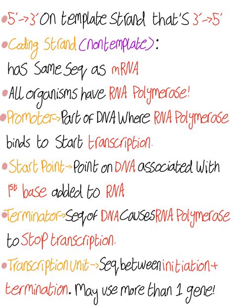 Transcription Prokaryotes Notes S 3 On Templatestrand Thats 3 5