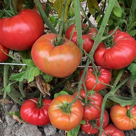 Prudens Purple Tomato Organic Heirloom Seeds Plant And Heal
