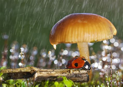 Mushrooms In The Rain Wallpapers High Quality Download Free