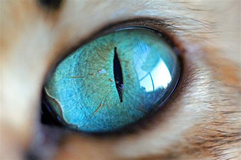 Stunning Close Up Images Capture The Beauty Of Cats Eyes In Incredible