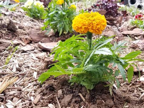 How To Plant Grow And Care For Marigolds Gardeners Path