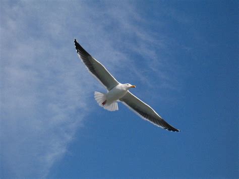 Free Images Bird Wing Sky Seabird Seagull High Vehicle Gull