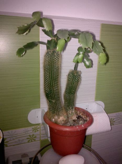 How often to water cactus. houseplants - What should I do next to take care of this ...