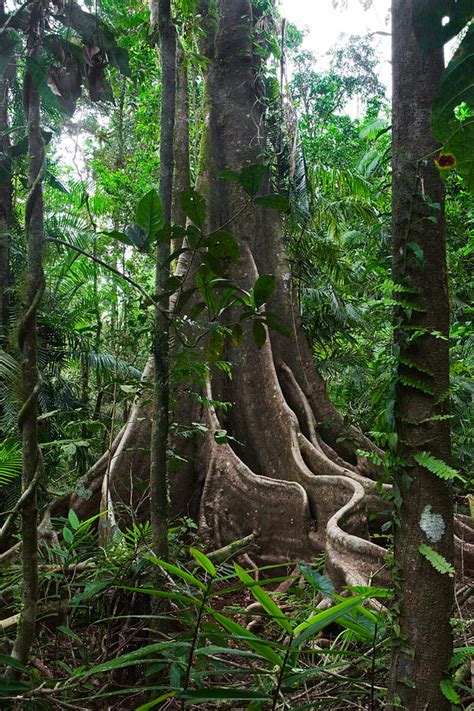 Rain Forest Tree Trunk And Vines Photograph By Dirk Ercken