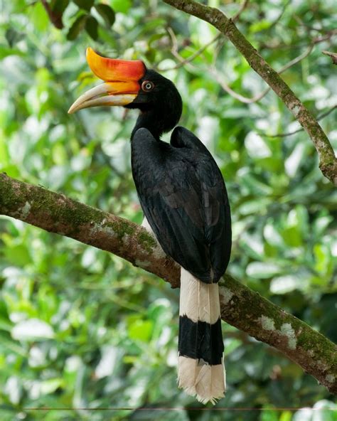 Spesies Burung Rangkong Terbesar Asia Ada di Indonesia | Good News from Indonesia