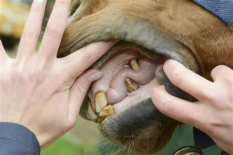 Dentures allow many people who have lost teeth to continue to eat and live life normally. What a Bit Seat Is and Why Your Horse May Need One