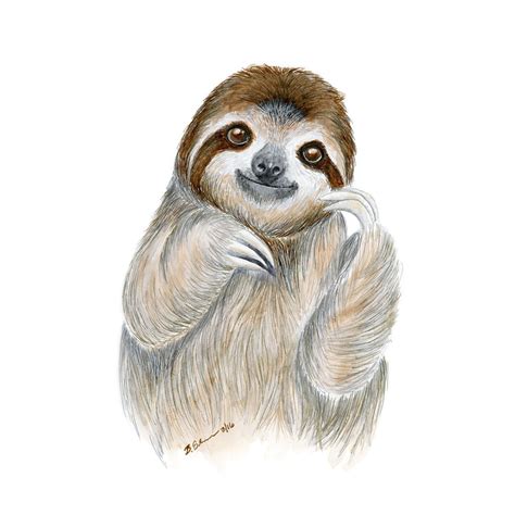 Sloth Baby Portrait Sloth Art Nursery Animal Prints Animal Drawings