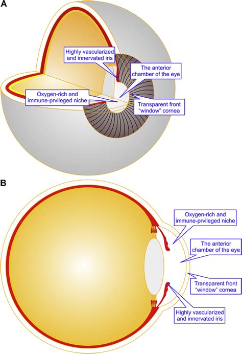 Schematic Representation Of The Anterior Chamber Of The Eye Ace The