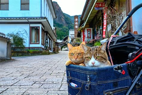 Dogs and cats encounter many of the same problems people have in moving to a new place. Traveling cats Fuku-Chan and Daikichi who go everywhere in ...