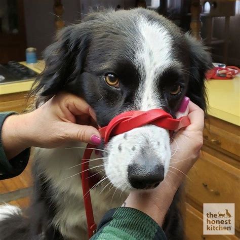 Read more… if you have an aggressive dog—or a dog who has the potential to be aggressive—you may have to consider using a muzzle. DIY Dog Muzzle | Dog muzzle, Dog training, Puppy obedience training