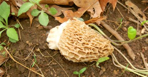 The Morel Virginias Favorite Mushroom Virginia Dwr
