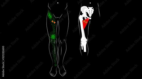 Adductor Longus Muscle Adductor Brevis Muscle Trigger Points And