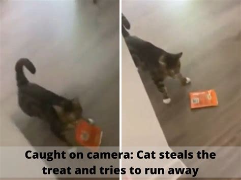 Cat Gets Caught Stealing Treats Cat Gets Busted For Stealing Treats Its Expression On Being