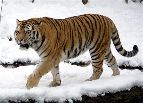 Siberian Tiger Wild Kratts Wiki Fandom