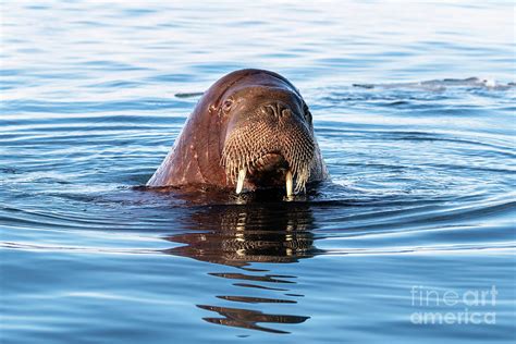Adult Walrus Swimming In The Arctic Sea Off The Coast Of Svalbard