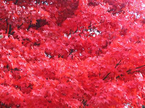Branches Of Red Leaves Clippix Etc Educational Photos For Students