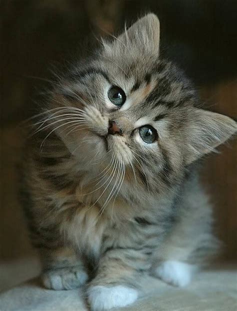 Very Cute Tabby Kitten Puppys Kittys And More Pinterest