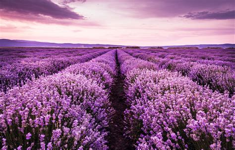 Landscape Lavender Wallpapers Top Free Landscape Lavender Backgrounds