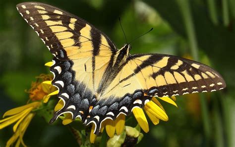 Monarch Butterfly Wallpapers Wallpaper Cave