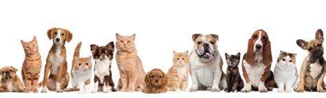 How much will shipping cost? Pet Transportation Services In Connecticut | Limousines Of ...