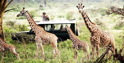 Here Are Top 5 Safari Destinations In Kenya Daily Active
