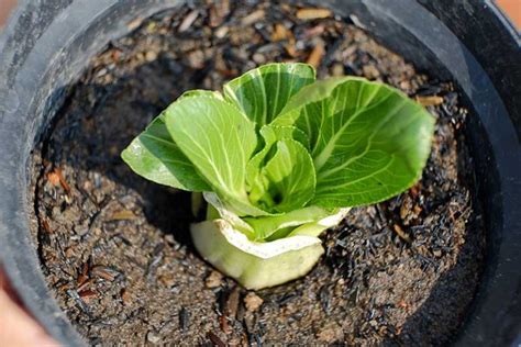 How To Regrow Bok Choy From Scraps Gardeners Path