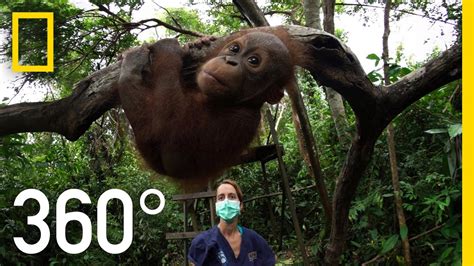 360° Orangutan School National Geographic Discover Vr 360 Videos