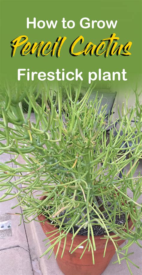 Pencil cactus is a hydrocarbon plant characterized by its fleshy and cylindrical stem with yellow flowers at the ends of the branches. How to grow Pencil Cactus Plant | Euphorbia Tirucalli ...