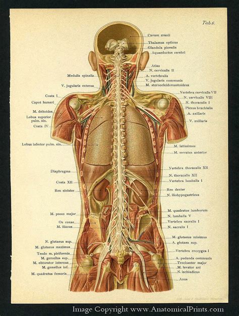 Anatomy Of Female Human Body From The Back Human Body Organs