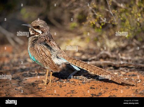 Long Tailed Ground Roller Uratelornis Chimaera Standing On The